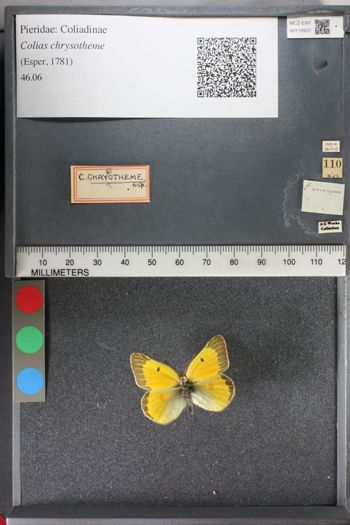 Media type: image;   Entomology 118937